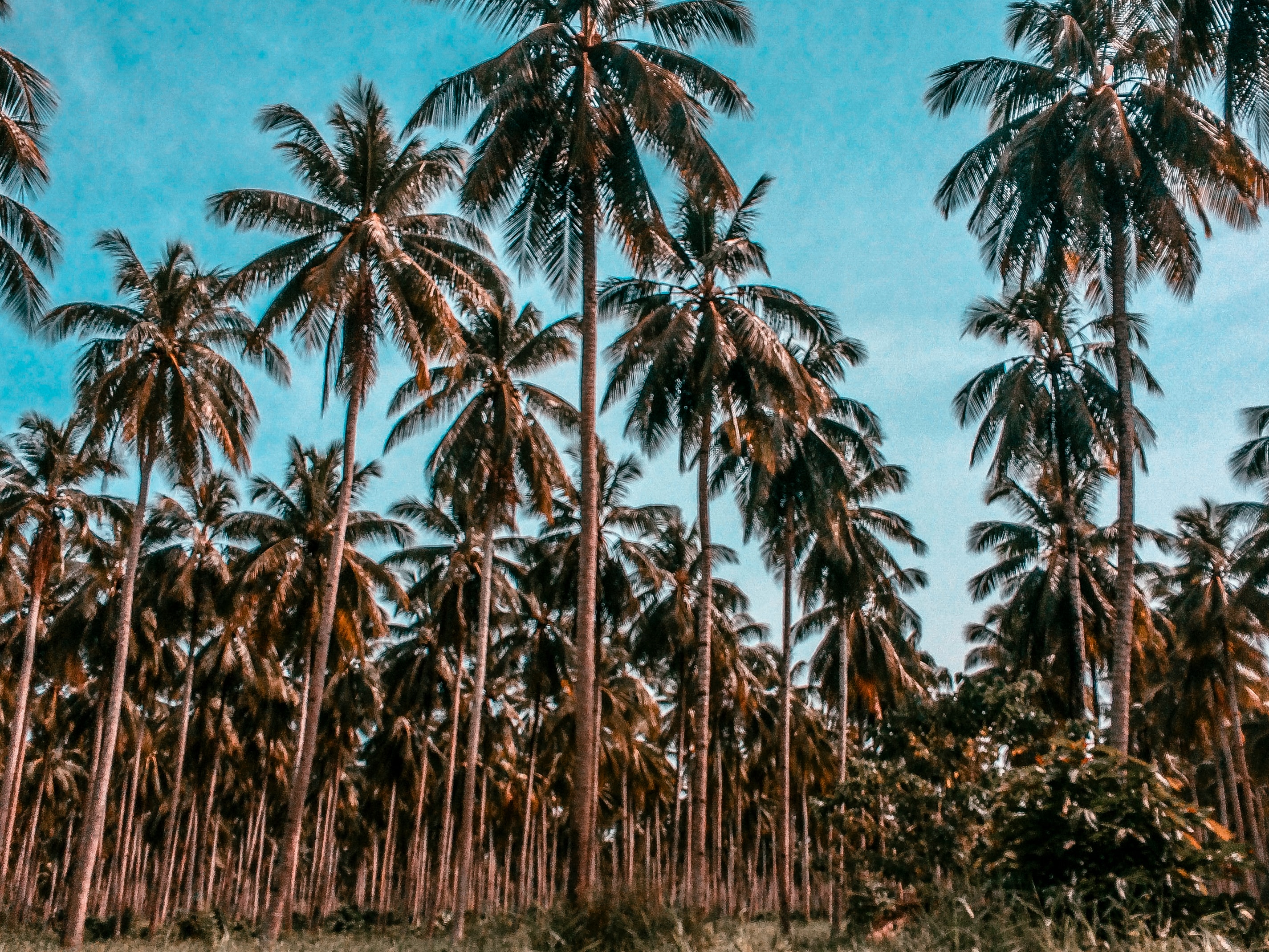 Coconut trees